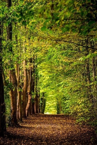 Tree lined forest path